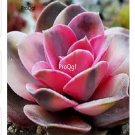 Prodgf 3Pcs A Set echeveria rainbow plant