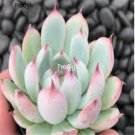 Prodgf 3Pcs A Set echeveria parva plant