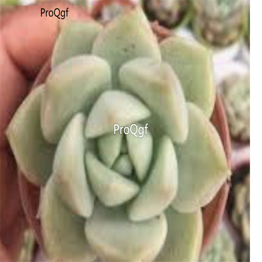 Prodgf 3Pcs A Set echeveria elegans mexico snowball plant