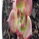 Prodgf 3Pcs A Set echeveria agavoides romeo plant