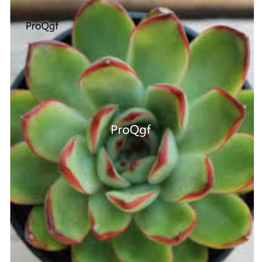 Prodgf 3Pcs A Set echeveria pulidonis plant