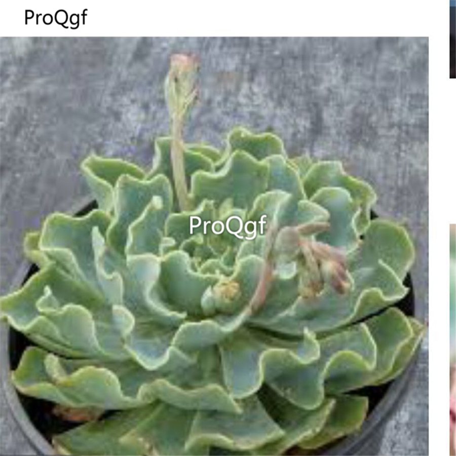 Prodgf 3Pcs A Set echeveria truffles plant