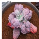 Prodgf 1Pcs A Set echeveria etna plant