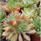 Prodgf 3Pcs A Set echeveria frida kahlo plant