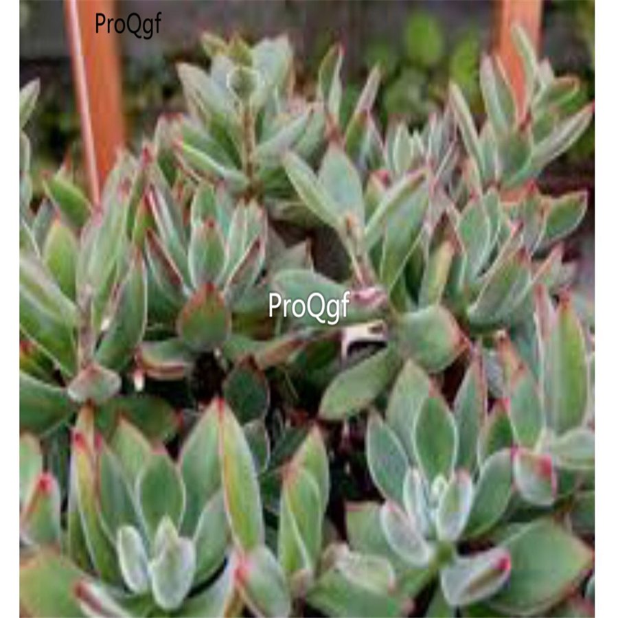 Prodgf 3Pcs A Set echeveria setosa oliver plant