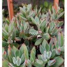 Prodgf 3Pcs A Set echeveria setosa oliver plant