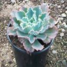 Prodgf 3Pcs A Set echeveria blue wave plant