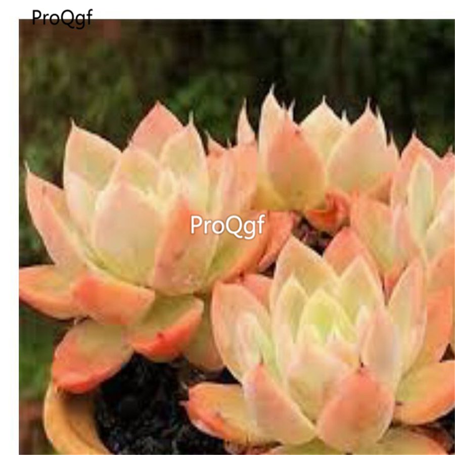Prodgf 3Pcs A Set echeveria silk veil plant