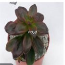 Prodgf 3Pcs A Set echeveria compressicaulis plant
