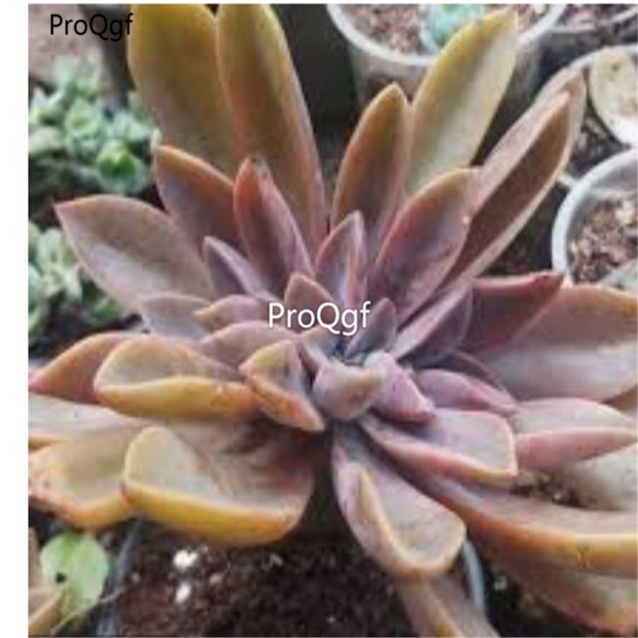 Prodgf 2Pcs A Set echeveria huthspinke plant