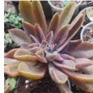 Prodgf 2Pcs A Set echeveria huthspinke plant