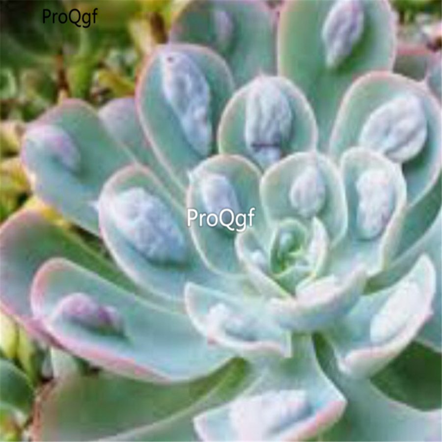 Prodgf 3Pcs A Set echeveria raindrop plant