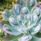 Prodgf 3Pcs A Set echeveria raindrop plant