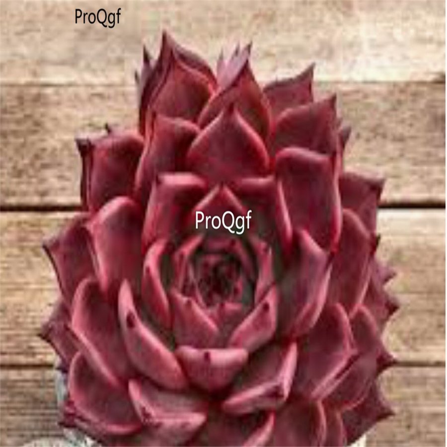 Prodgf 3Pcs A Set echeveria red romeo plant