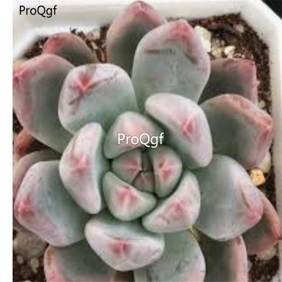 Prodgf 3Pcs A Set echeveria whisper plant