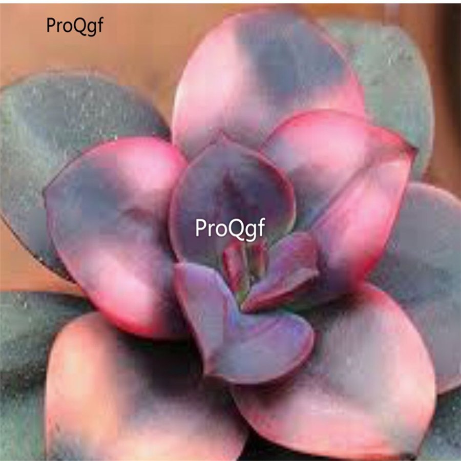 Prodgf 2Pcs A Set echeveria chroma plant