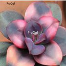 Prodgf 2Pcs A Set echeveria chroma plant