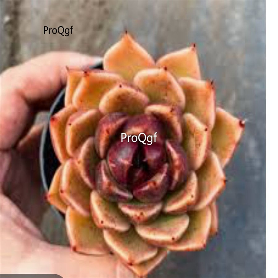 Prodgf 2Pcs A Set echeveria black rose plant