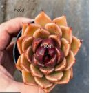 Prodgf 2Pcs A Set echeveria black rose plant