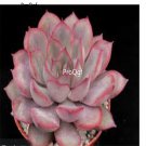 Prodgf 3Pcs A Set echeveria hercules plant
