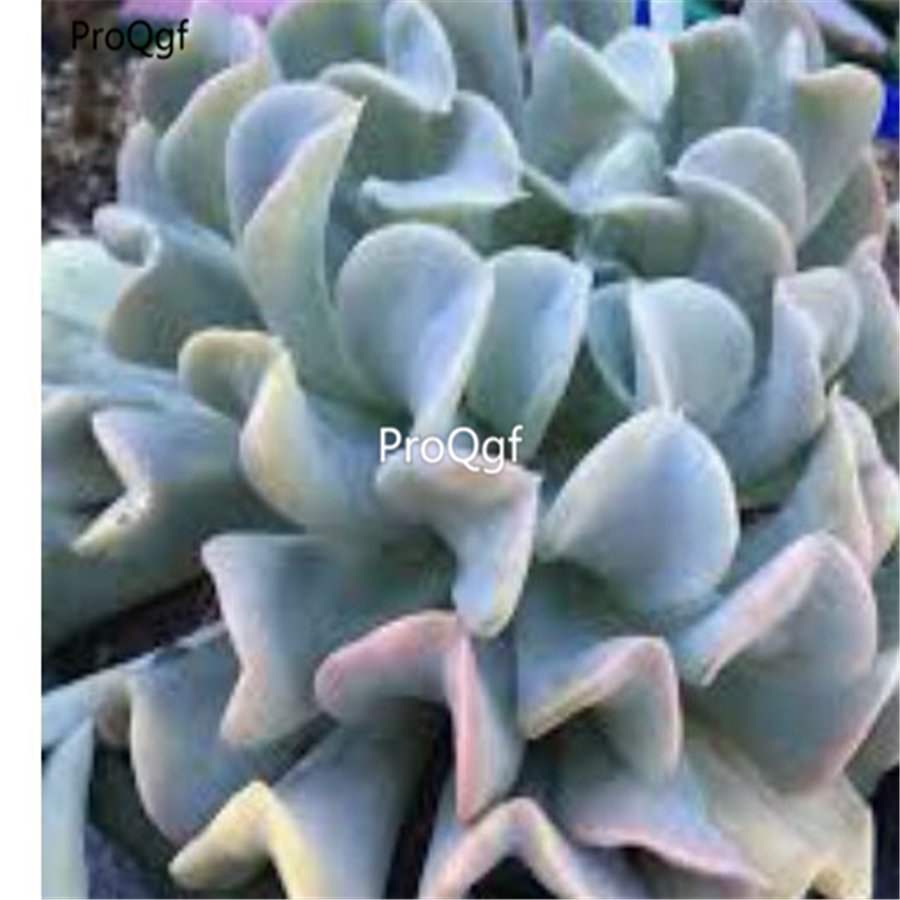 Prodgf 3Pcs A Set echeveria topsy turvy plant