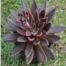 Prodgf 3Pcs A Set echeveria serrana plant
