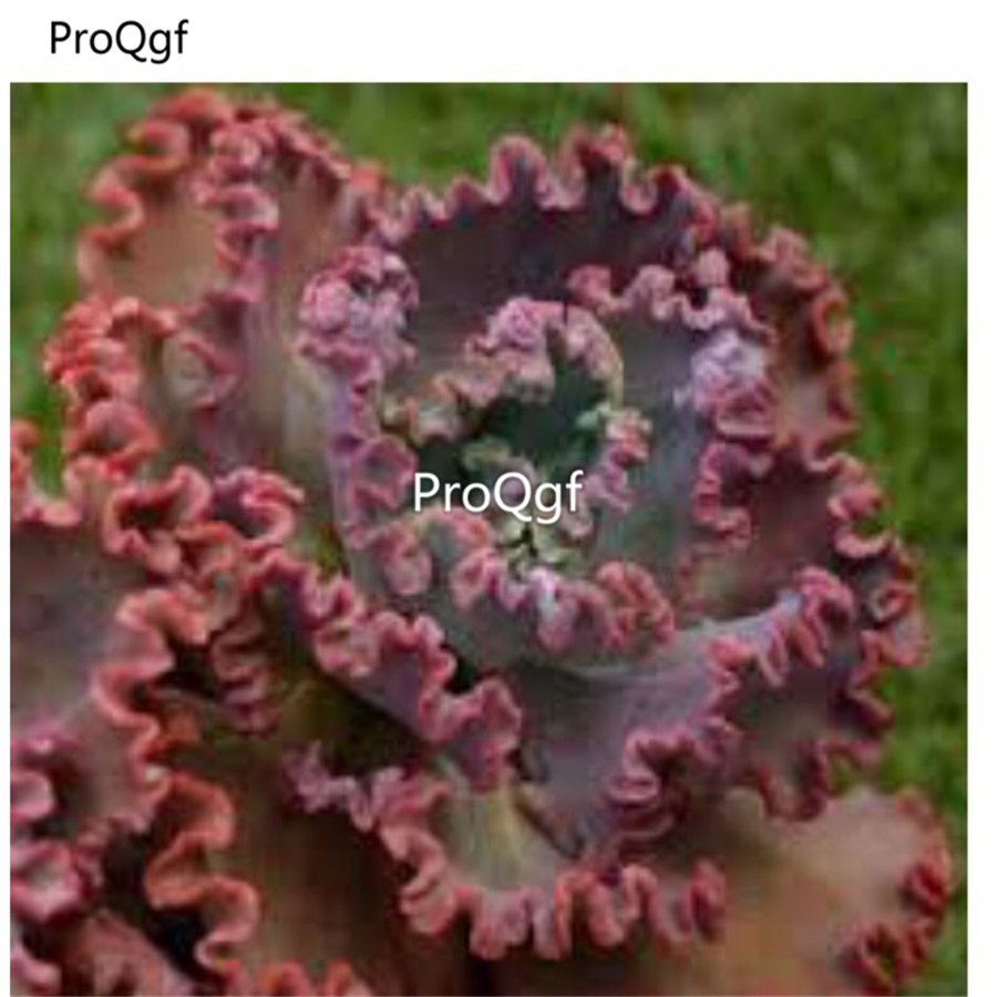 Prodgf 3Pcs A Set echeveria mauna loa plant