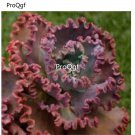 Prodgf 3Pcs A Set echeveria mauna loa plant