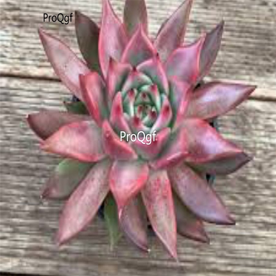 Prodgf 3Pcs A Set echeveria frank reinelt plant