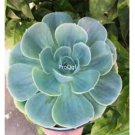 Prodgf 3Pcs A Set echeveria imbricata plant