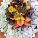 Prodgf 2Pcs A Set echeveria black prince plant random color