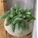 Prodgf 3Pcs A Set burro tail succulent plant