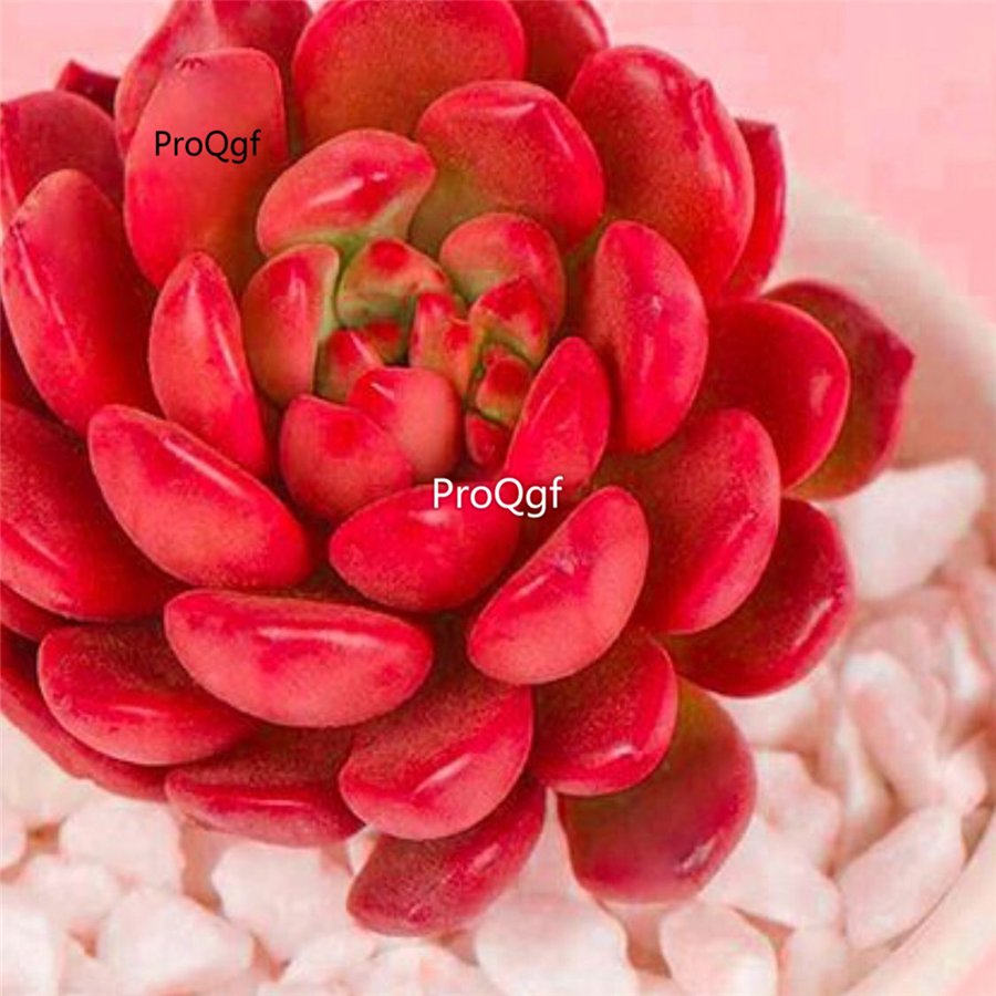 Prodgf 3Pcs A Set pink ruby succulent plant