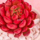 Prodgf 3Pcs A Set pink ruby succulent plant