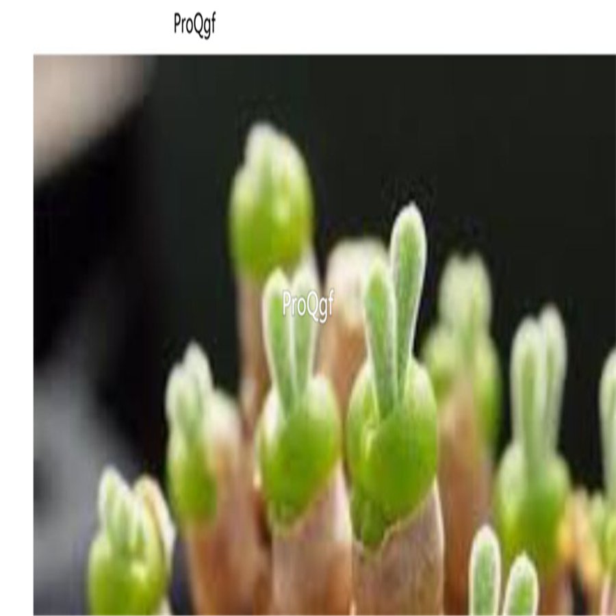 Prodgf 3Pcs A Set bunny rabbit succulent plant