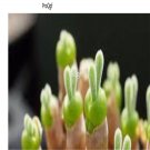 Prodgf 3Pcs A Set bunny rabbit succulent plant
