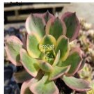 Prodgf 3Pcs A Set aeonium sunburst plant