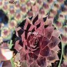 Prodgf 3Pcs A Set sempervivum red lion plant