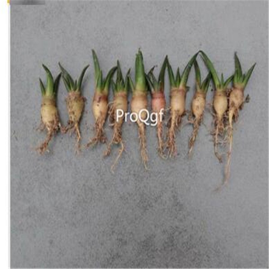 Ngryise 5Pcs A Set Ariocarpus retusus plant