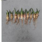 Ngryise 5Pcs A Set Ariocarpus retusus plant