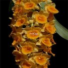 Prodgf 50Pcs A Set dendrobium densiflorum seed