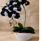 Prodgf 50Pcs A Set black orchid seed