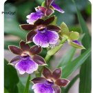 Prodgf 50Pcs A Set carnival orchid seed