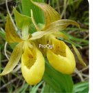 Prodgf 50Pcs A Set yellow slipper orchid seed