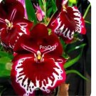 Prodgf 50Pcs A Set gina rare red orchid seed