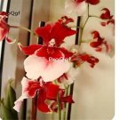 Prodgf 50Pcs A Set vuylstekeara orchid seed