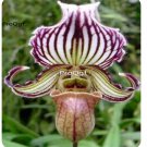 Prodgf 50Pcs A Set paphiopedilum orchid seed