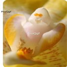 Prodgf 50Pcs A Set ghost orchid seed