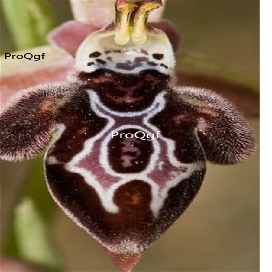 Prodgf 50Pcs A Set ophrys ariadnae orchid seed