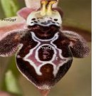 Prodgf 50Pcs A Set ophrys ariadnae orchid seed